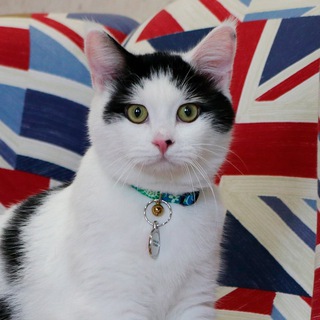 Логотип @memes_from_britain - Английский и мемы