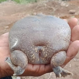 Логотип @memes_huemes - мемы хуемы