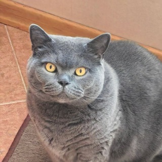Логотип @memesechiki - Чат кота Оси