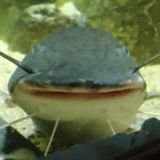 Логотип @memesega - memes.ega