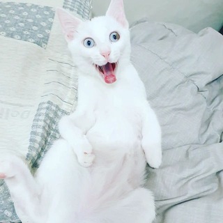 Логотип @memestgm - Memes Telegram