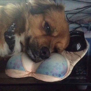 Логотип @memestuffchat - Принес черешню?