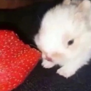 Логотип @memeterapy - Мемотерапия 🧩