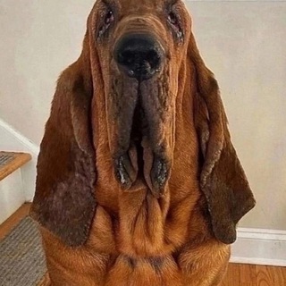 Логотип @memevoz - memevoz