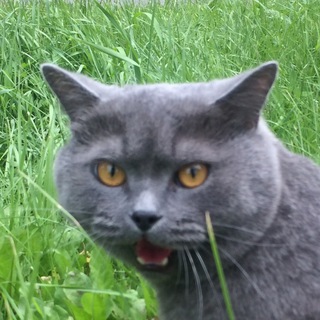 Логотип @memezes - Memezes