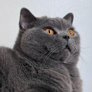 Логотип @memnatalie - Мемы, кошки и Наташа