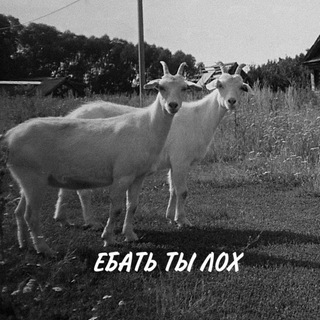 Логотип @memormaam - Мем или мэм