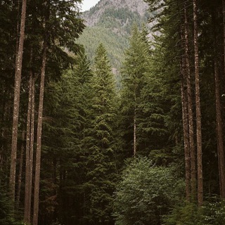 Логотип @memorytree - Дерево памяти