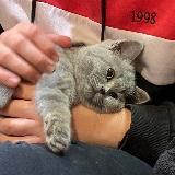 Логотип @memsescat - memsescat