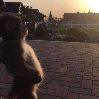 Логотип @memusyw - мемусы