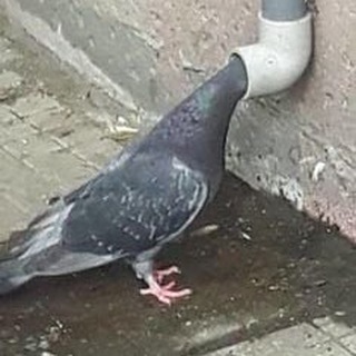 Логотип @memyvmestoobeda - Мемы вместо обеда