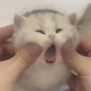 Логотип @memzver - жвётни пикчански