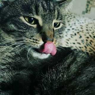 Логотип @mentalio_44 - Mentalio: Логика рынков