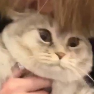 Логотип @menyavsezaebaliblyat - дни жизни кактуса