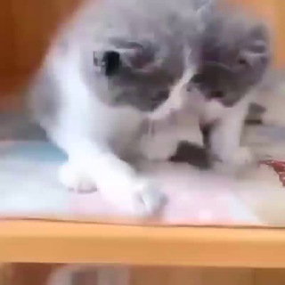 Логотип @meow_chatik - Мяуки