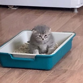 Логотип @meow_cute_chat - Чат Котиков