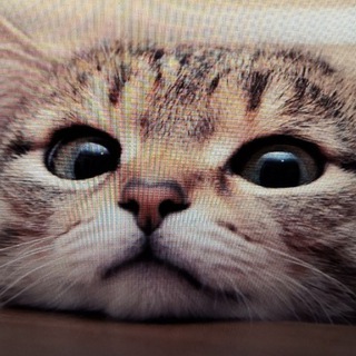 Логотип @meow_i_tochka - Мяу и точка