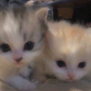 Логотип @meow_kotiki - милые котики^^