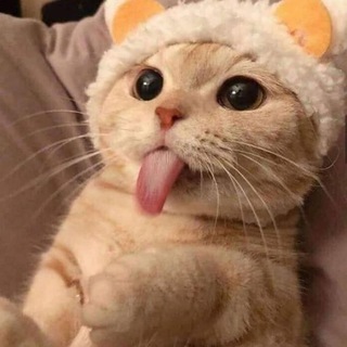 Логотип @meow_lingo - MeowLingo | Английский по фильмам