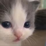 не вешай носик котёночек