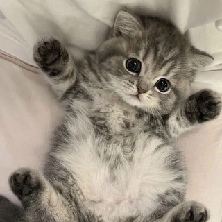 Логотип @meow_shkins - мяушкины