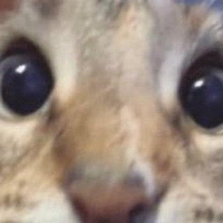 Логотип @meow_sila - 🫶🏿конкурсы от Twiksi🫶🏿