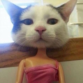 Логотип @meowdeeznuts - Pussies Pussies Pussies 😹