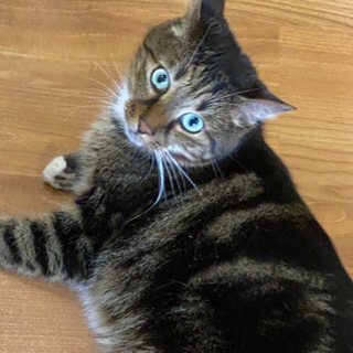 Логотип @meowkkkkkkk3 - ботяры