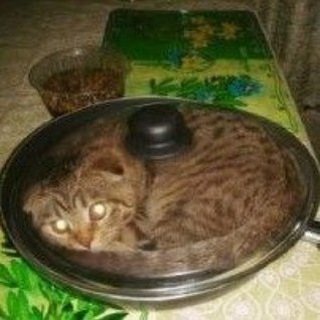 Логотип @meowmems - meow, memories