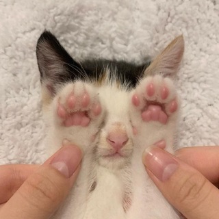 Логотип @meowmeow_yes - котятки вы чего