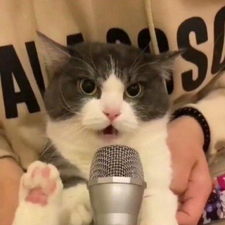 Логотип @meowocalypse - Апокалипсис Мяу