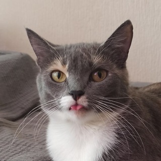 Логотип @meowrly - Наташин трикотаж 🐈