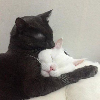 Логотип @meraviglie_chat - Котяры,мяу.