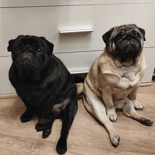 Логотип @merlobrut - Дружные мопсы | Мерло&Брют