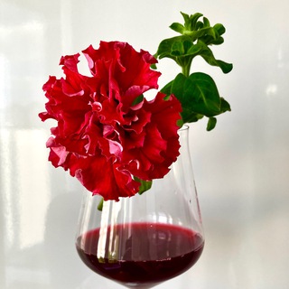 Логотип @merloipetu - МерлоИпетуньЯ