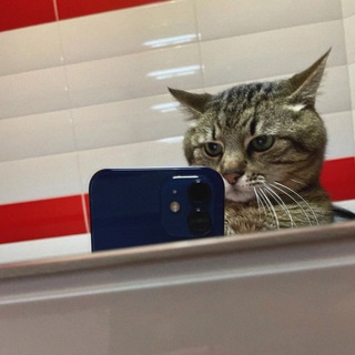 Логотип @mersovskie1309 - 𝓒𝓪𝓽𝓼