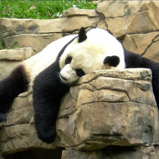 Логотип @metro_shoppandbl - Берлога панды