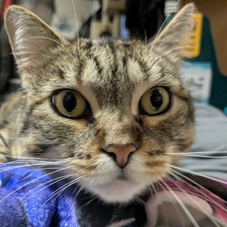 Логотип @mewlercat - Pictures of my cat