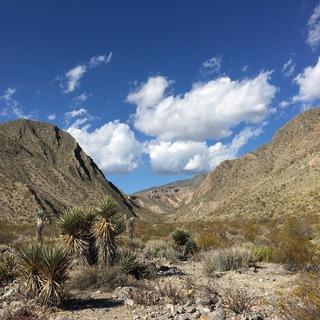 Логотип @mexican_stories - Мексиканские истории | КАКТУСЫ | CACTI