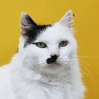 Логотип @mgdn49priyt - Приют(группа для чата)