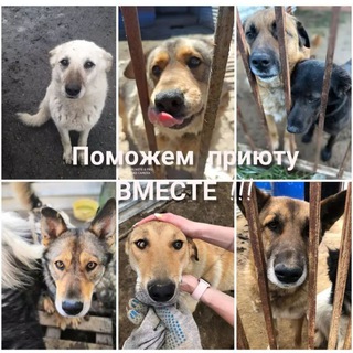 Логотип @mgdn_priut - Магаданский приют