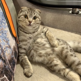 Логотип @mhmkotik - Mhm, kotik