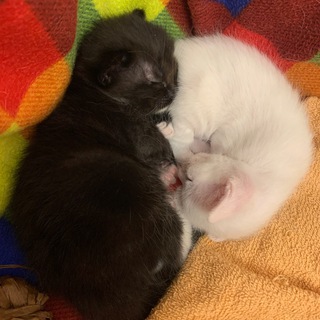 Логотип @miaymurr - Мяу мур гав