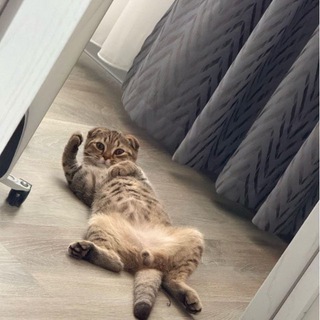 Логотип @mibratva11 - БРАТВА РВЕТСЯ К ВЛАСТИ