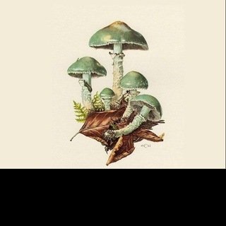 Логотип @microdosis_hongos - Microdosis Hongos 🍄