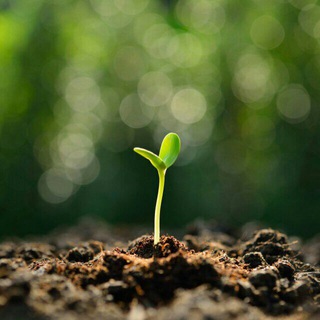 Логотип @microfarming - Микрозелень 🌱 Гидропоника