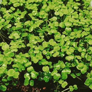 Логотип @microgreensrussia - Микрозелень и Зелень🙂 семена🌿свет⚡питание🍼субстраты🌏защита🎯обсуждаем постоянно.