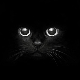 Логотип @migatonegro - котята негритята