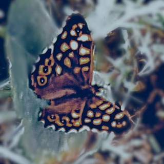 Логотип @migpanter - ФотоВидео редакторы.