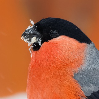 Логотип @mikhail_golomysov_birdwatching - Mikhail Golomysov | Фотозаметки бёрдвотчера